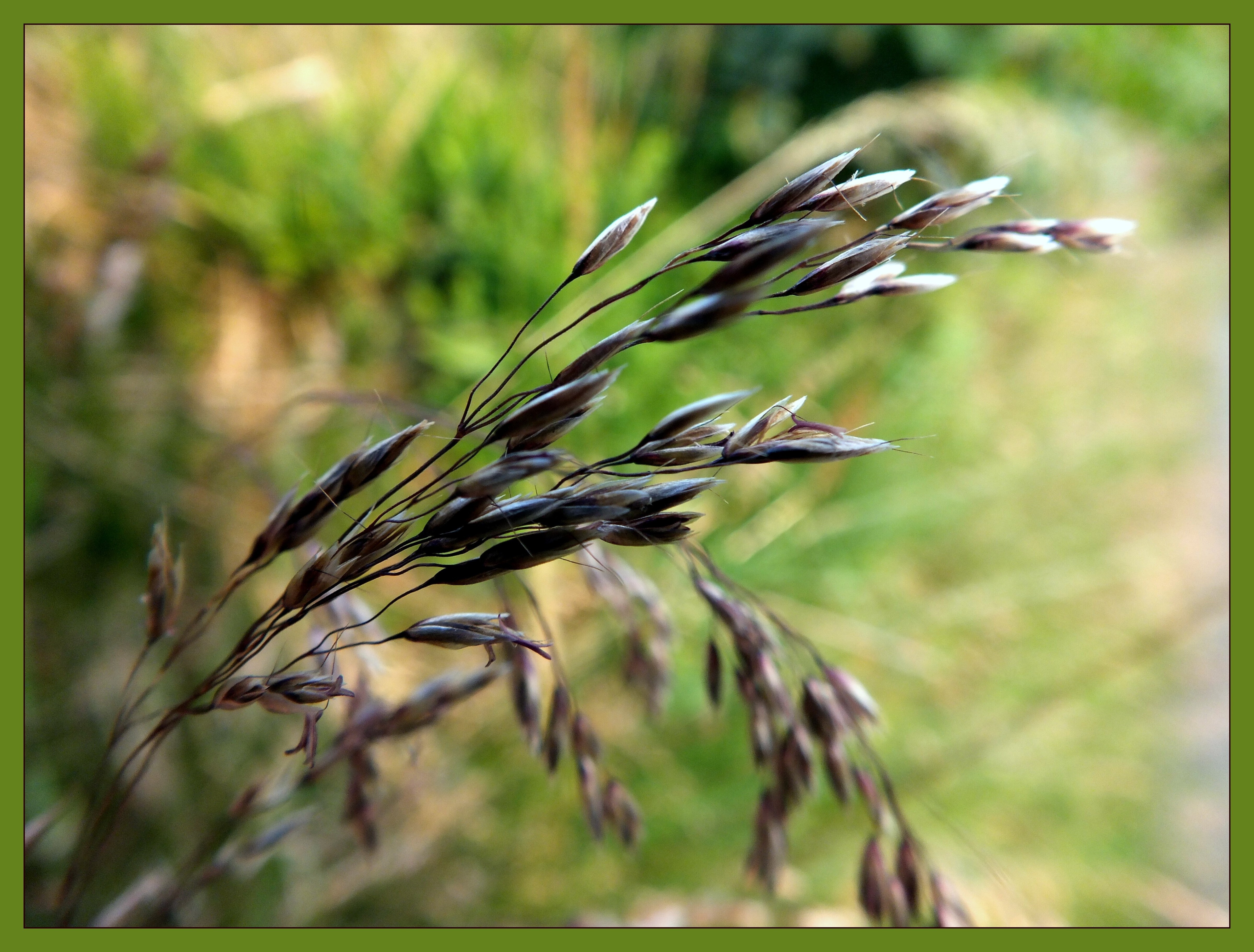 GRASS Bill Bagley Photography